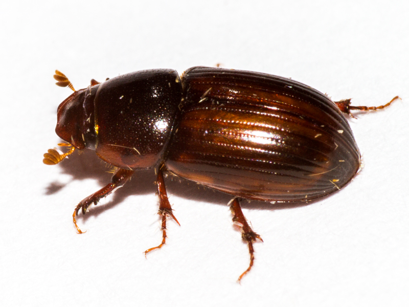 Bodilopsis rufa